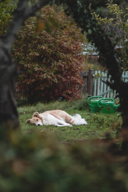 A relaxed brown and white dog is lying on lush green grass in a tranquil garden. Surrounding the dog are various plants, trees, and a wooden fence in the background. Two green watering cans are placed to the right of the dog, adding a touch of gardening elements to the scene.