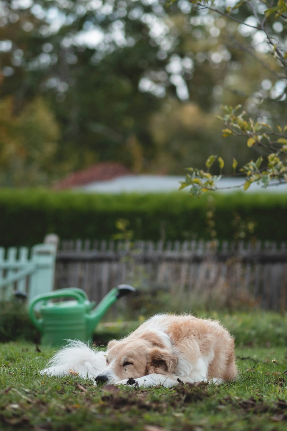 a brown and white dog laying on top of a lush green field