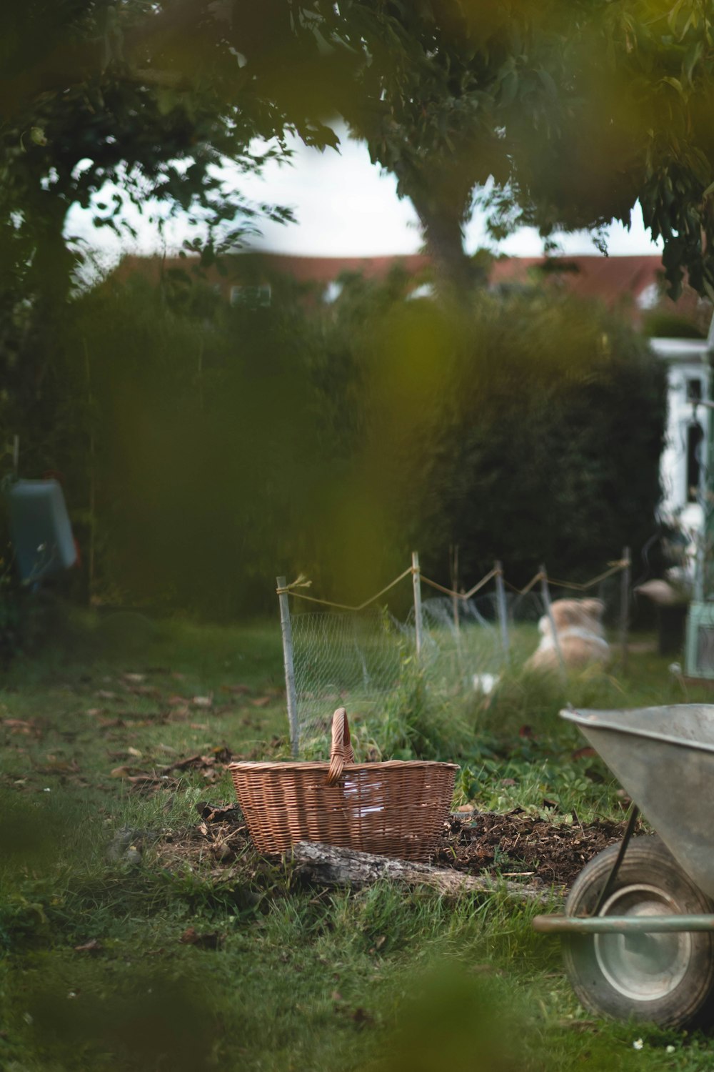 a wheelbarrow with a basket in the grass