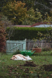 A pet peacefully resting near a garden maintained with low-noise electric landscaping tools.