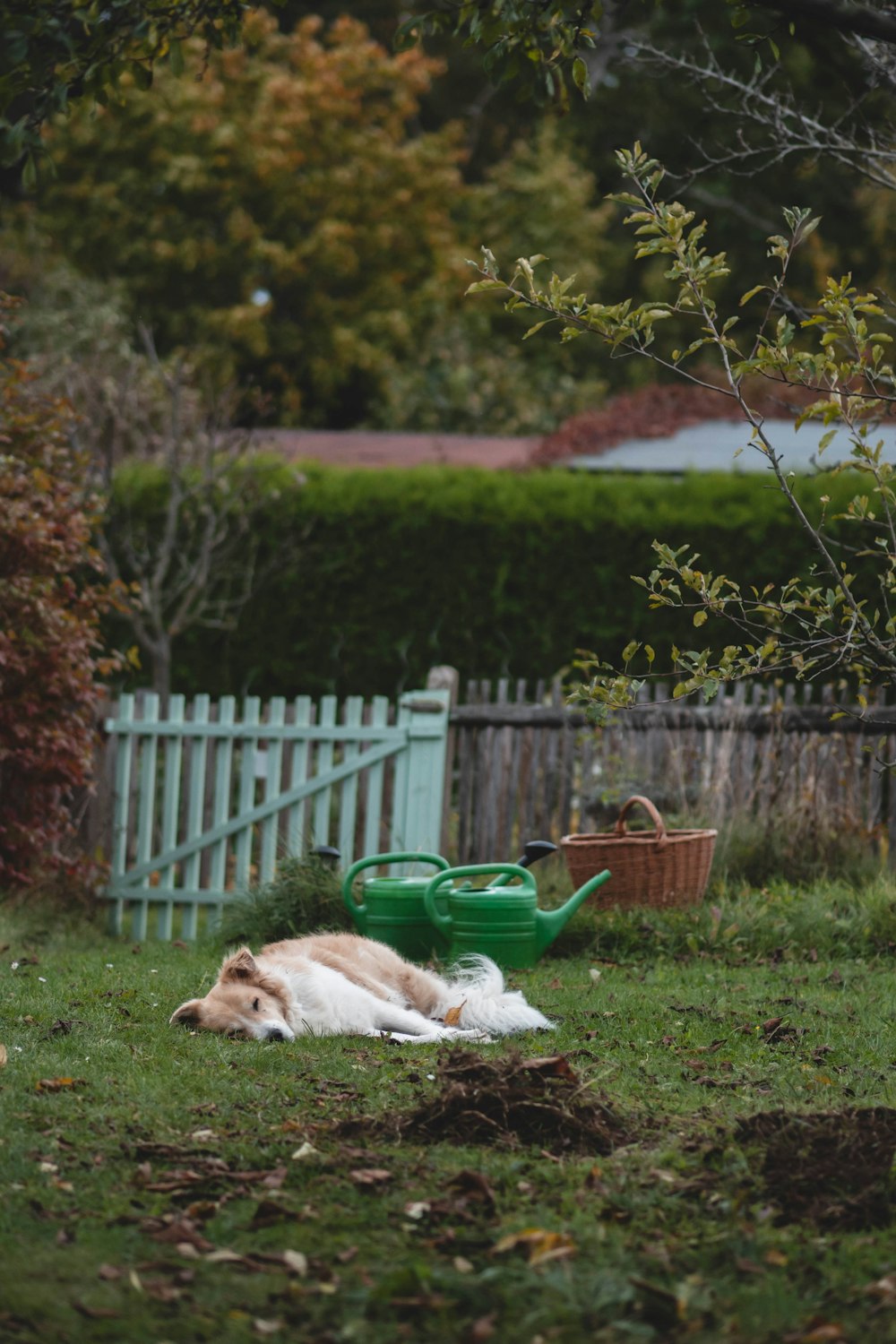 a brown and white dog laying on top of a lush green field