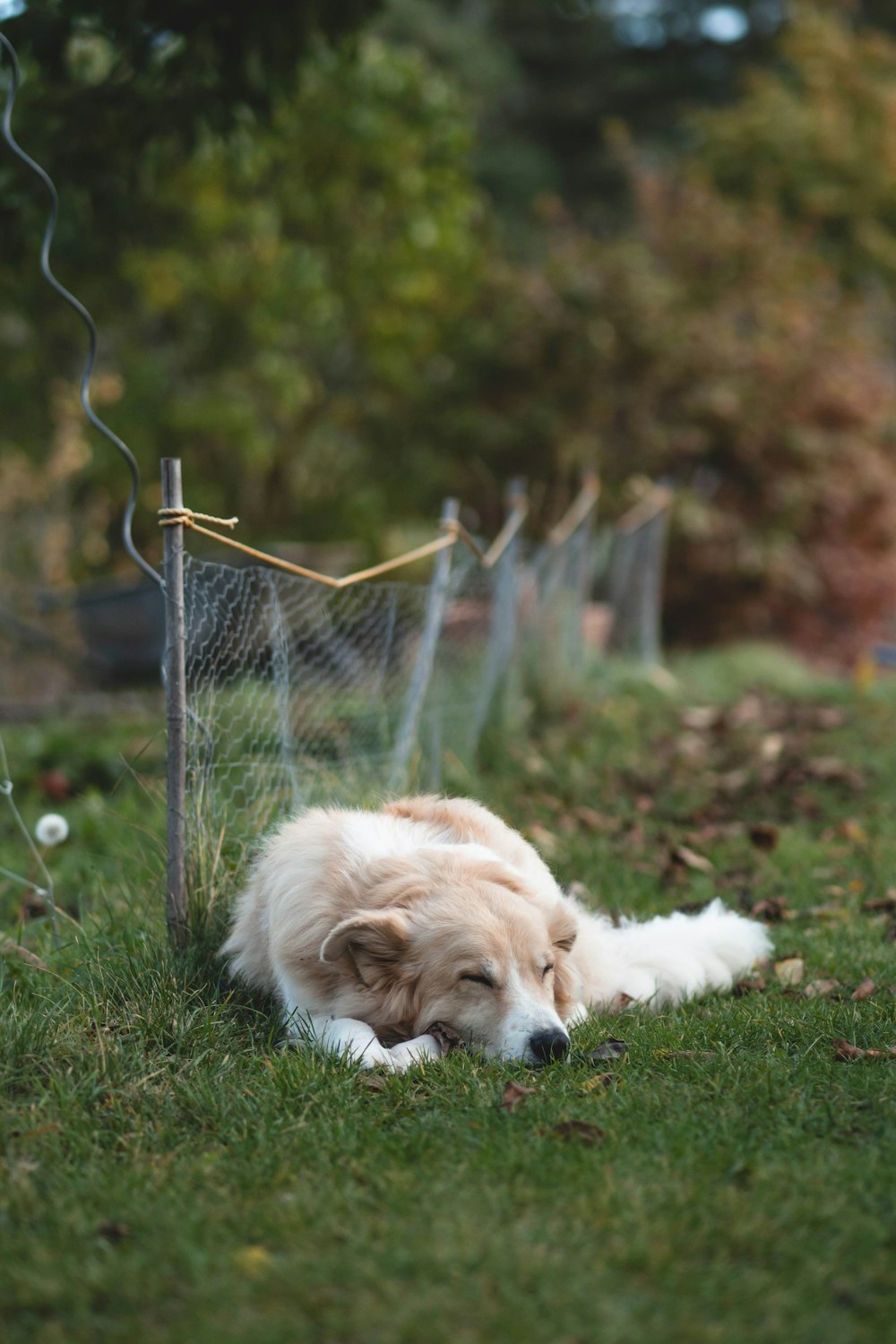 a dog laying in the grass next to a fence
