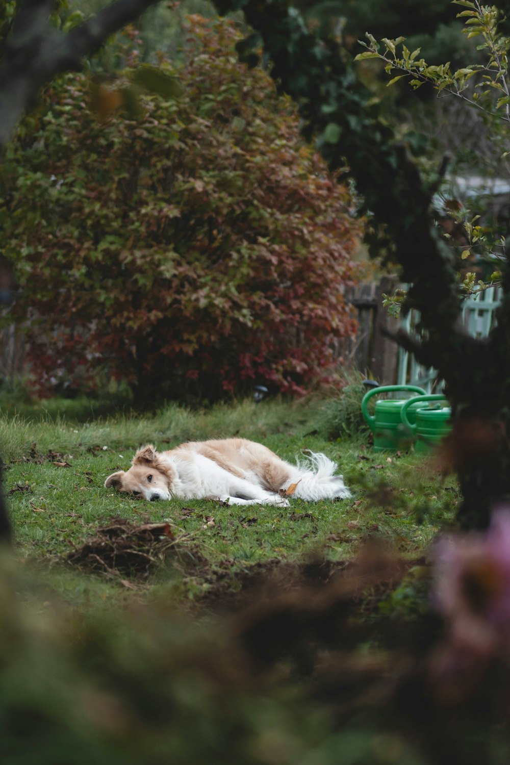 a brown and white dog laying on top of a lush green field