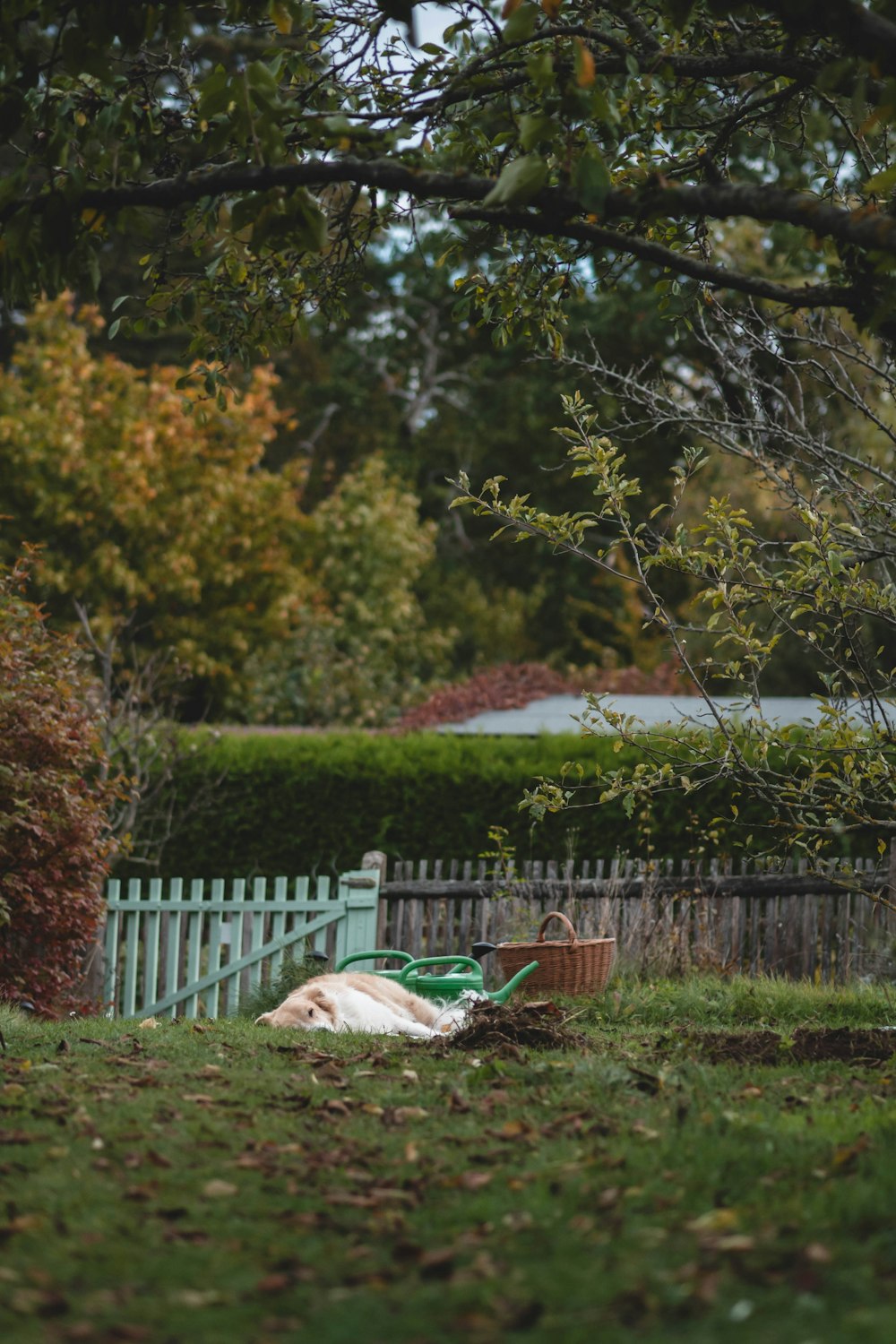 a green bench sitting in the middle of a lush green field