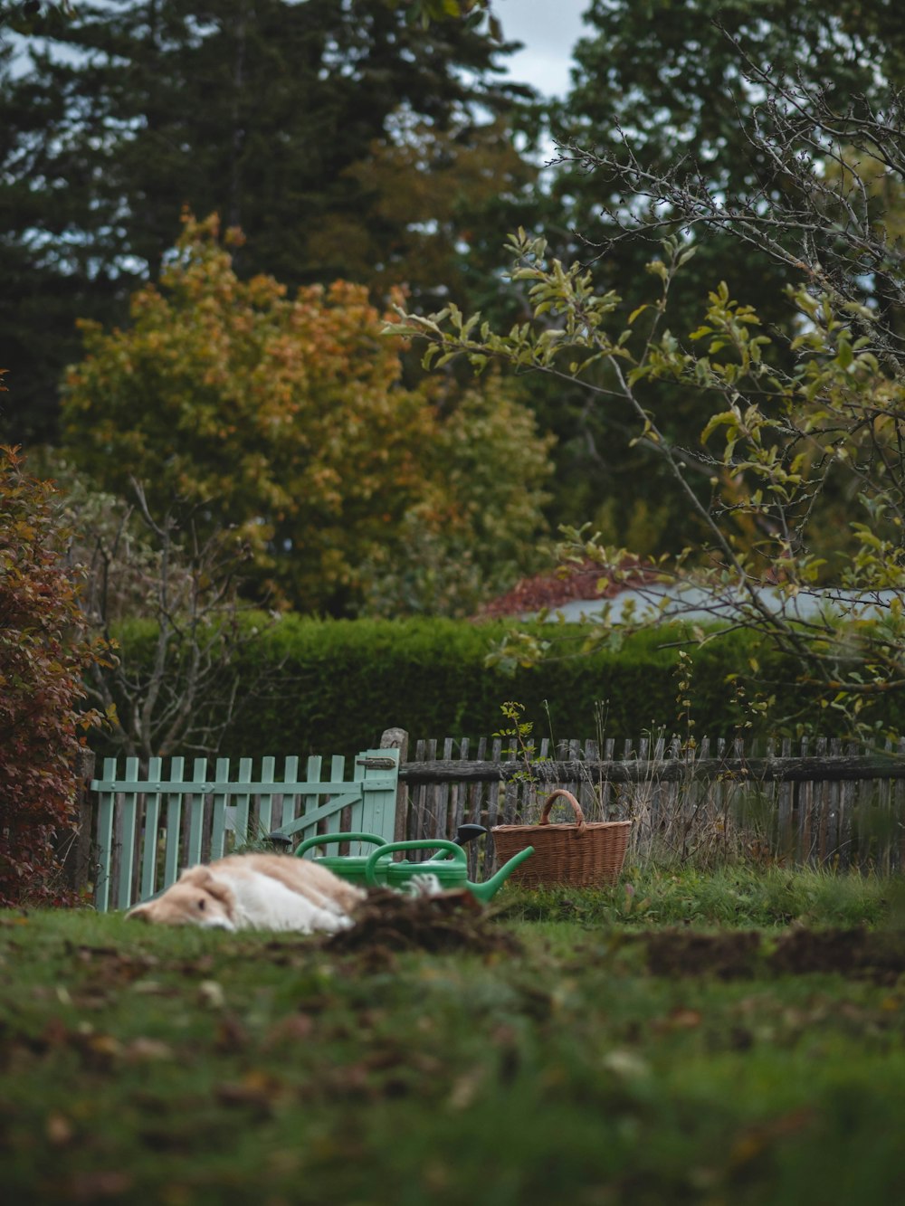 a dog laying on the ground in a yard