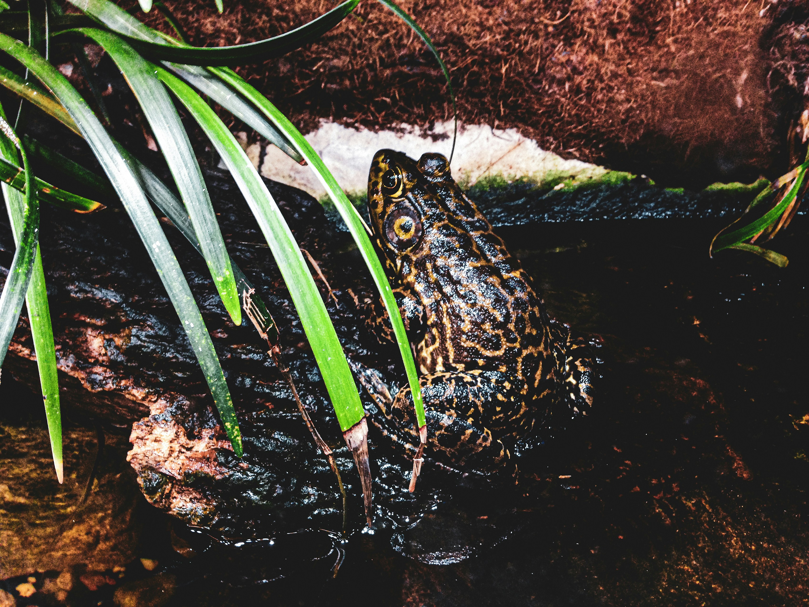 a frog sitting on top of a rock next to a plant
