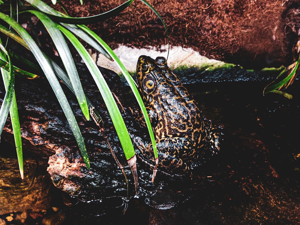 a frog sitting on top of a rock next to a plant