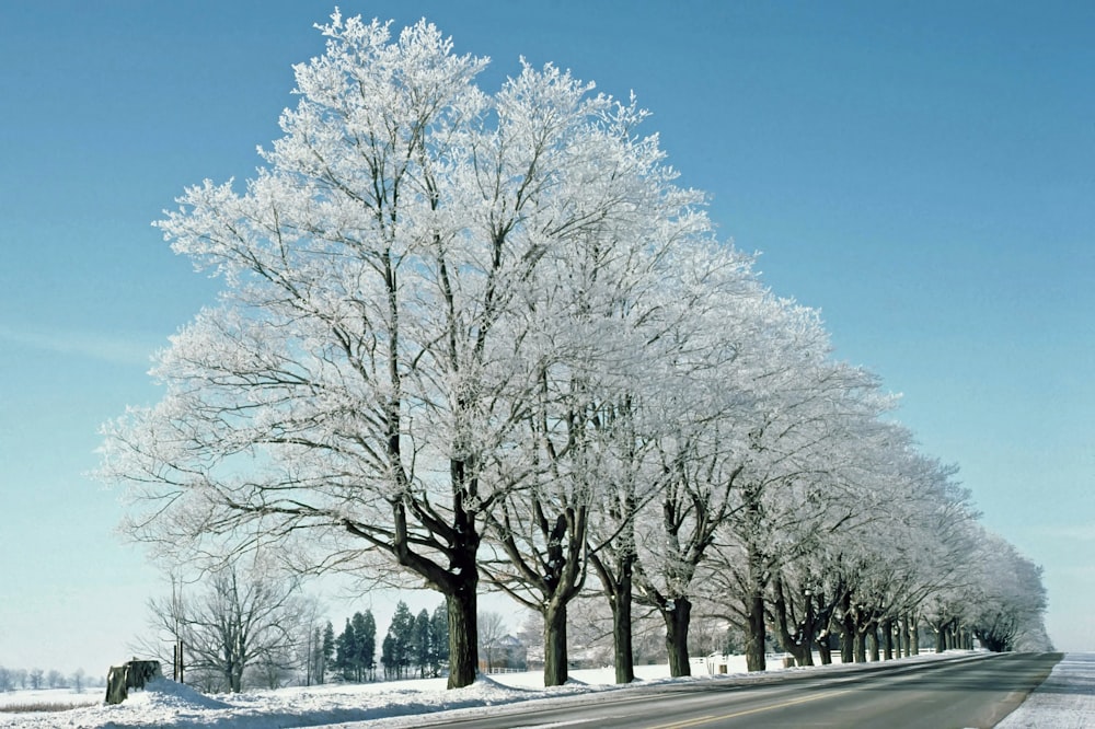 a road lined with trees covered in snow
