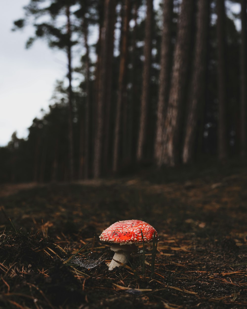 a red mushroom sitting in the middle of a forest