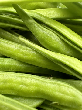 Close-up of fresh green soybeans growing on healthy plants.