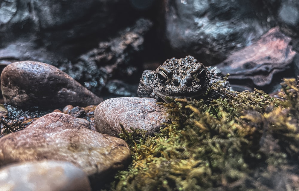a frog that is sitting on some rocks