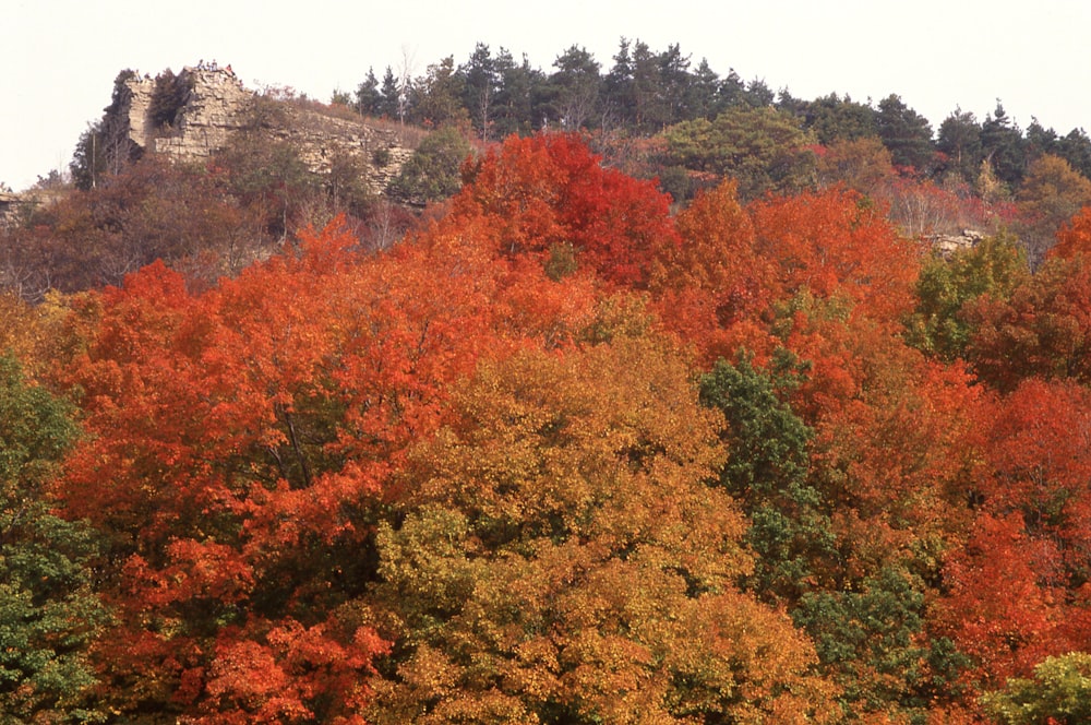 Ein Wald mit vielen Bäumen, die in Herbstfarben gehüllt sind