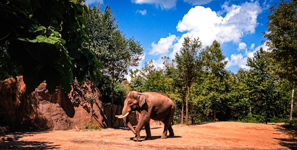 an elephant standing in a dirt field next to trees