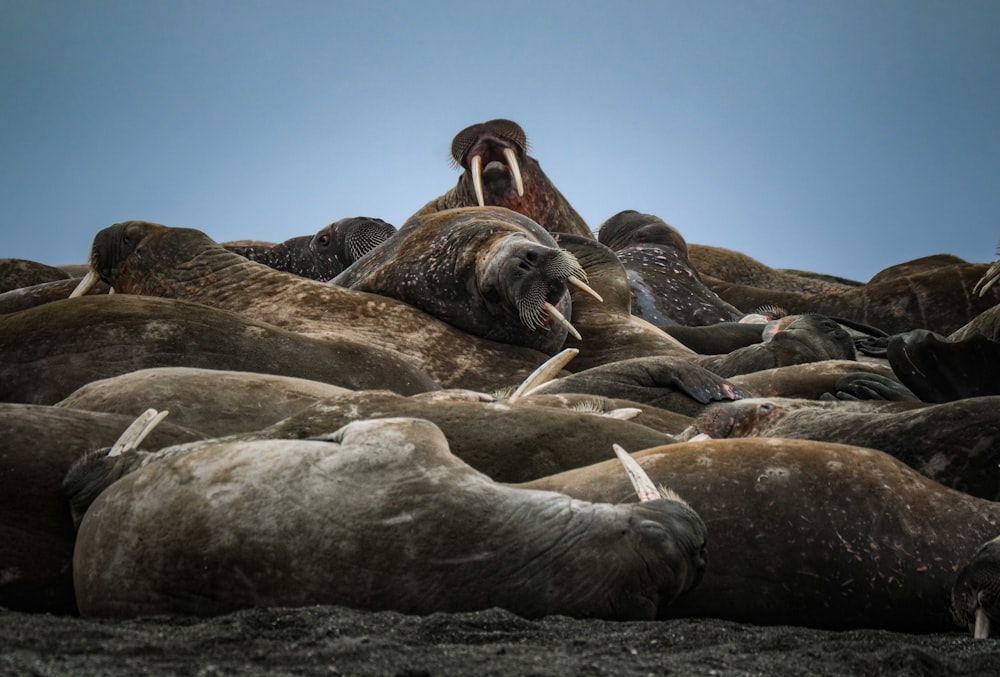 a herd of sea lions laying on top of a sandy beach