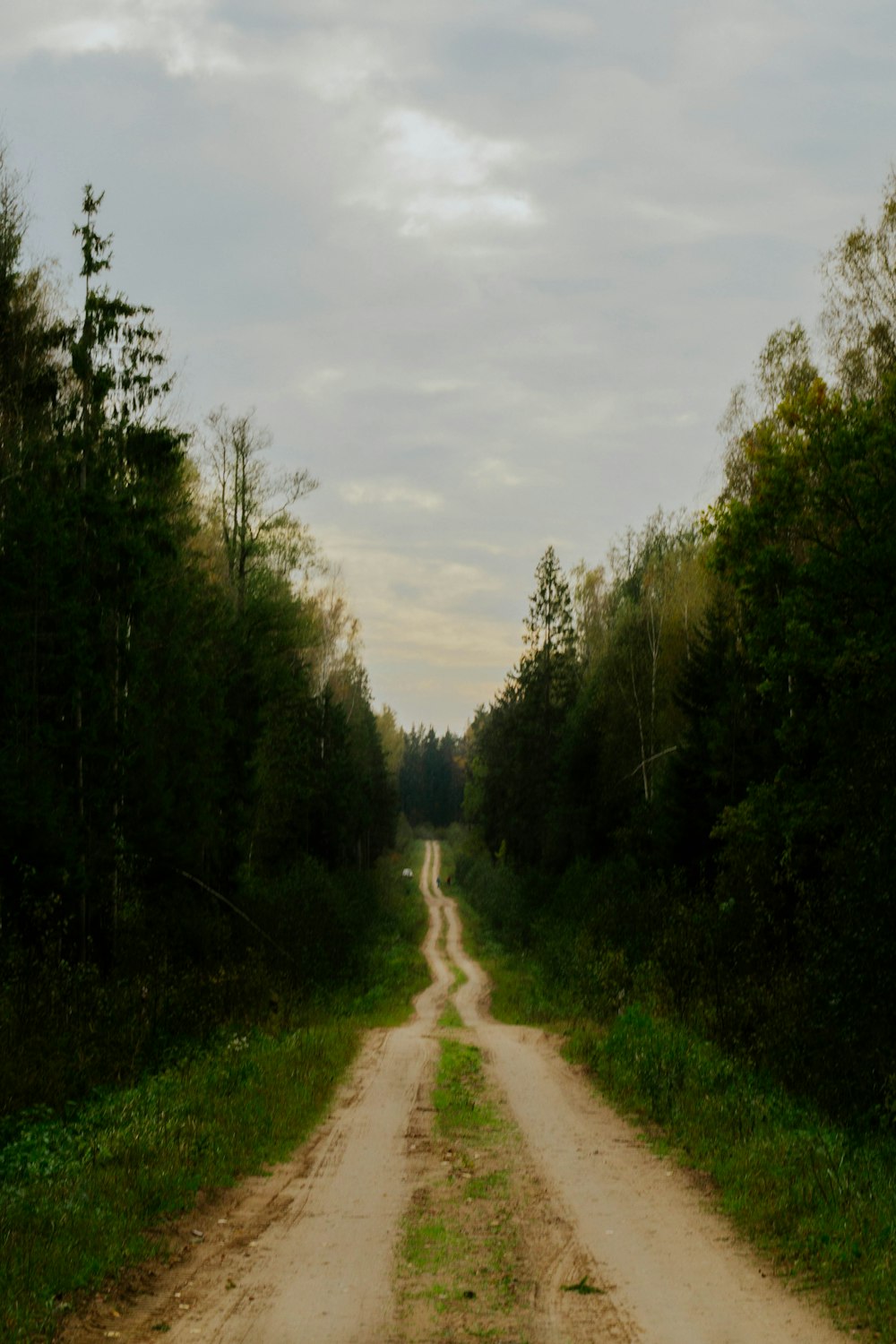 a dirt road in the middle of a forest