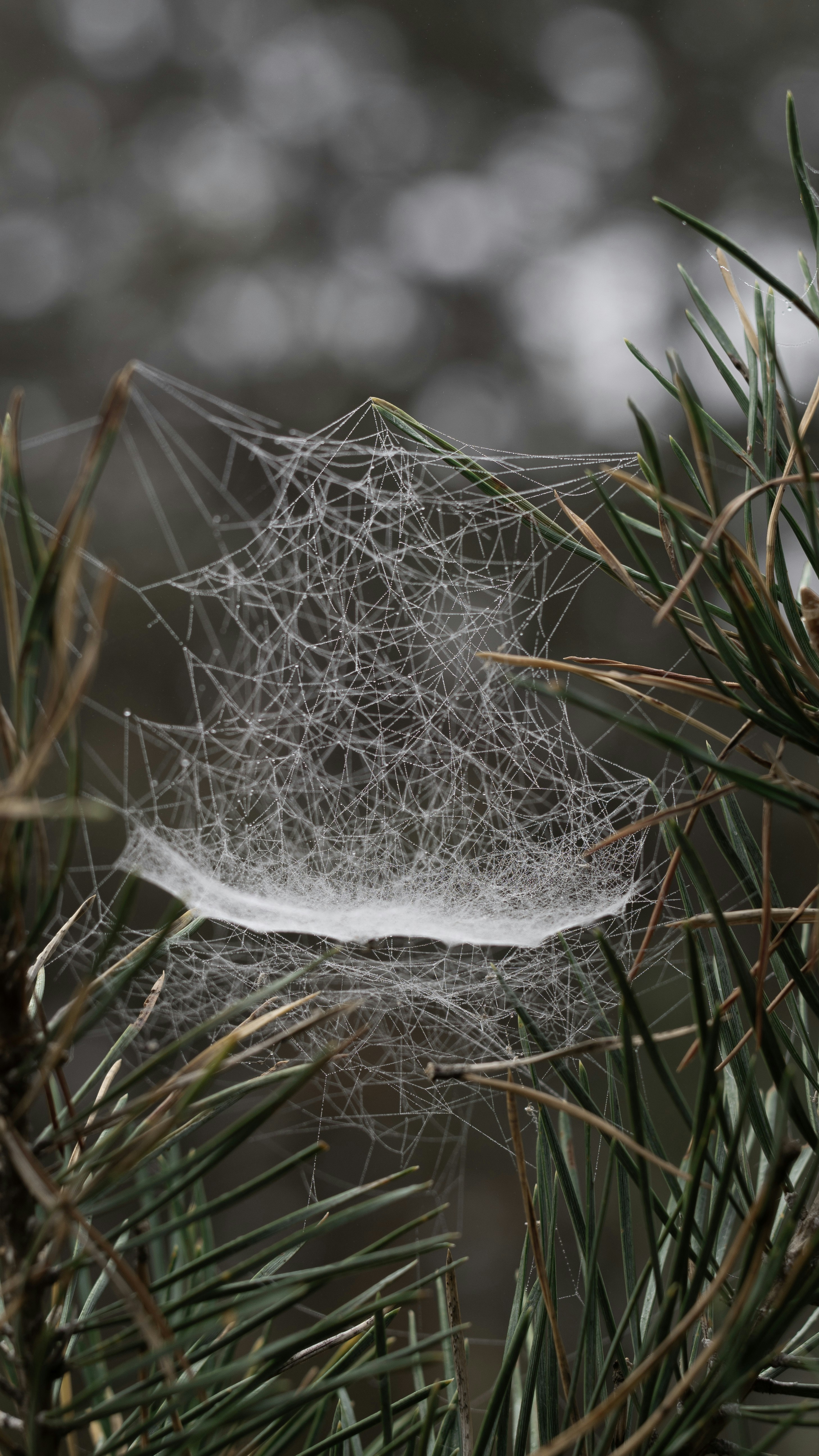 Photo by csanadbechtold