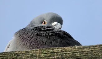 A close-up of a healthy homing pigeon perched on a wooden beam with soft morning light.