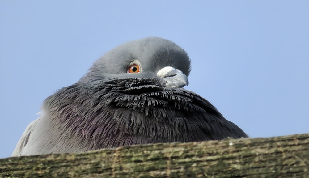 a close up of a bird on a tree branch