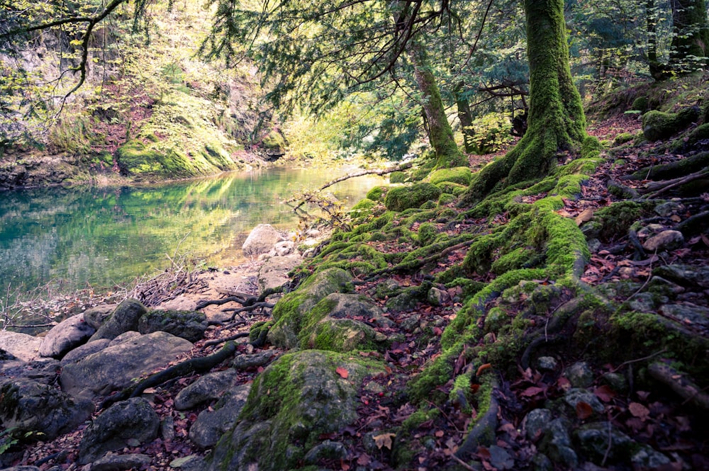 a river running through a lush green forest