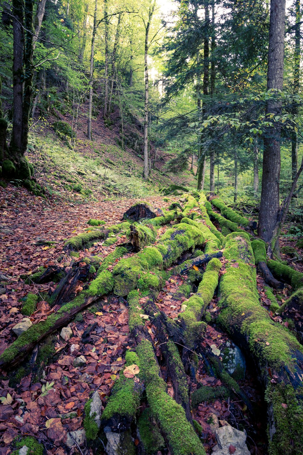 un tronc d’arbre couvert de mousse au milieu d’une forêt