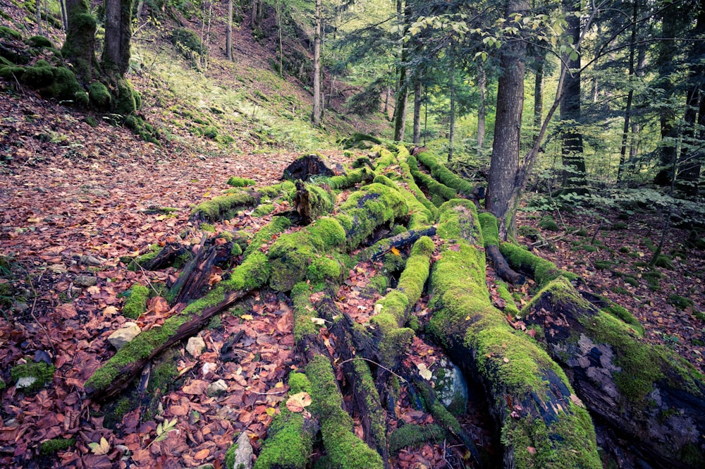 a moss covered log in the middle of a forest