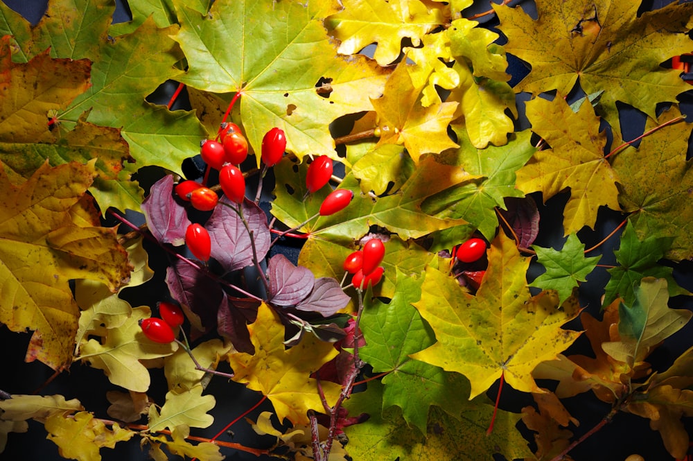 a bunch of red berries sitting on top of green leaves