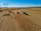 A vast cornfield stretches across the landscape, with two farm machines actively harvesting crops. An industrial combine machine deposits the harvested corn into a green trailer hitched to a tractor. Tall electricity pylons run through the field, casting long shadows on the ground. The sky is clear and blue, contributing to a serene and productive rural scene.