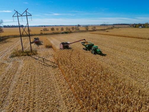 A vast cornfield stretches across the landscape, with two farm machines actively harvesting crops. An industrial combine machine deposits the harvested corn into a green trailer hitched to a tractor. Tall electricity pylons run through the field, casting long shadows on the ground. The sky is clear and blue, contributing to a serene and productive rural scene.