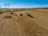 A vast cornfield stretches across the landscape, with two farm machines actively harvesting crops. An industrial combine machine deposits the harvested corn into a green trailer hitched to a tractor. Tall electricity pylons run through the field, casting long shadows on the ground. The sky is clear and blue, contributing to a serene and productive rural scene.