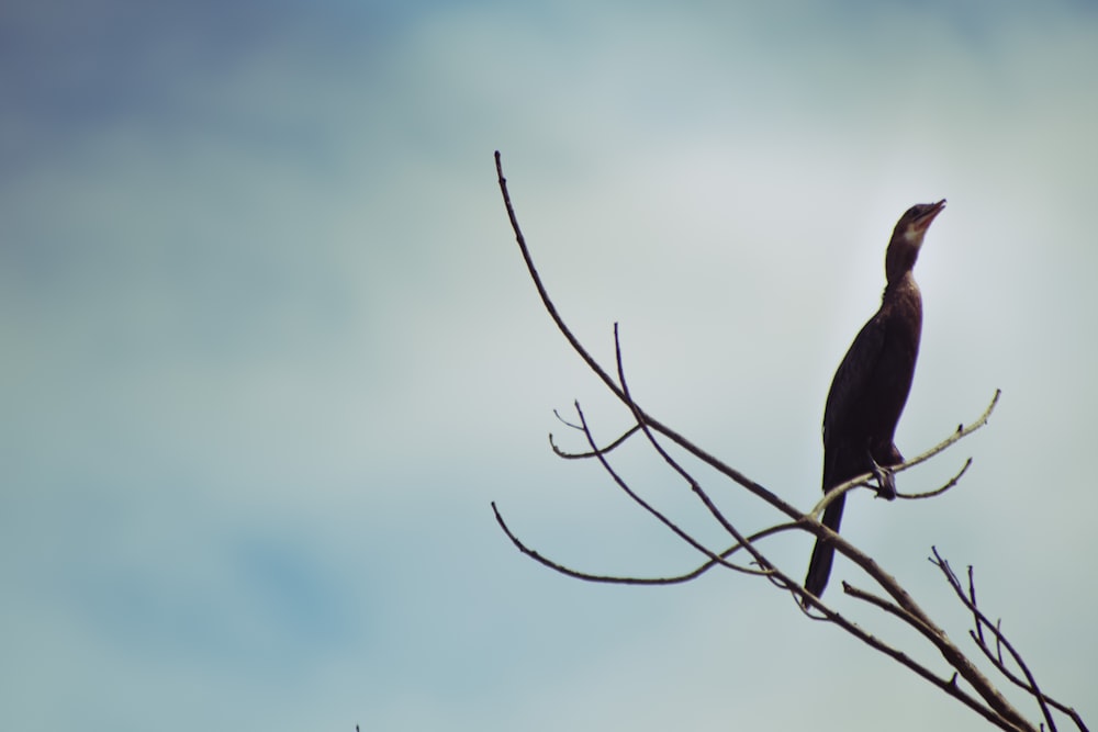 un pájaro negro sentado en lo alto de la rama de un árbol