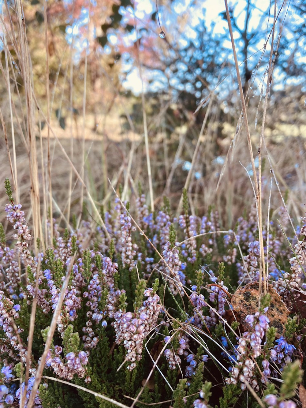 a bunch of purple flowers in a field