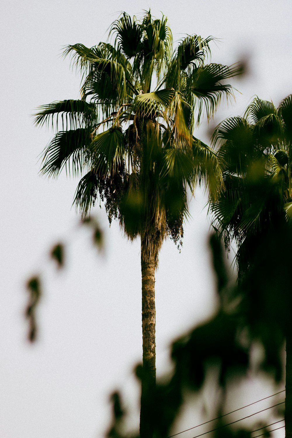 a palm tree with a white sky in the background