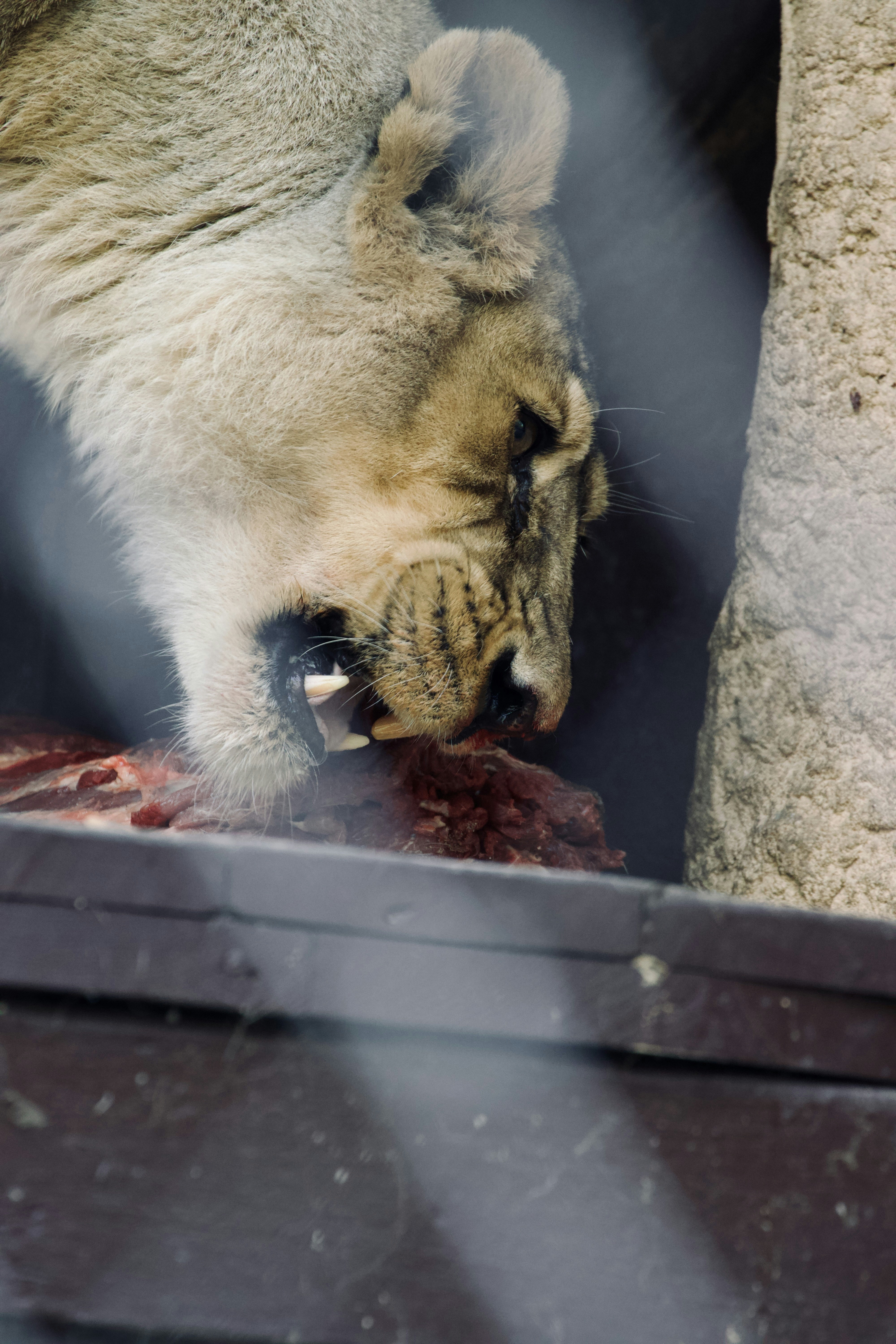 A lion eating a piece of meat in a zoo enclosure photo – Free Mammal ...