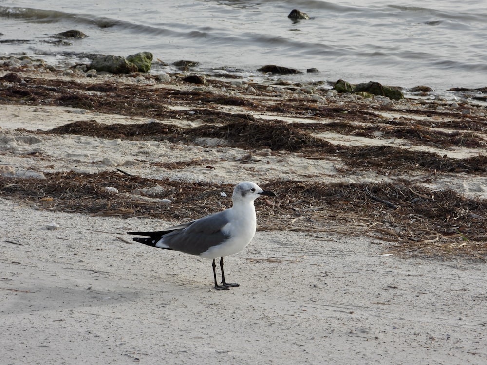 a seagull standing on a beach near the ocean