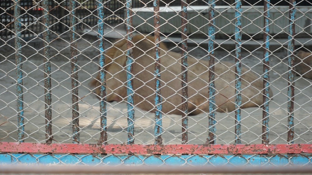 a lion laying on the ground behind a fence