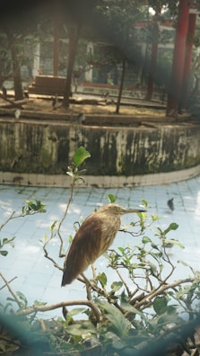 A bird perched on a branch within a biodiverse garden full of native shrubs.