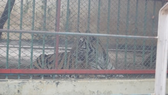 A tiger is lying down inside a wire mesh enclosure. The background is a muted, weathered wall. The tiger's orange and black striped body blends with the dim lighting, creating a subdued atmosphere.