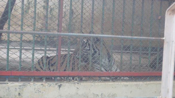 A tiger is lying down inside a wire mesh enclosure. The background is a muted, weathered wall. The tiger's orange and black striped body blends with the dim lighting, creating a subdued atmosphere.