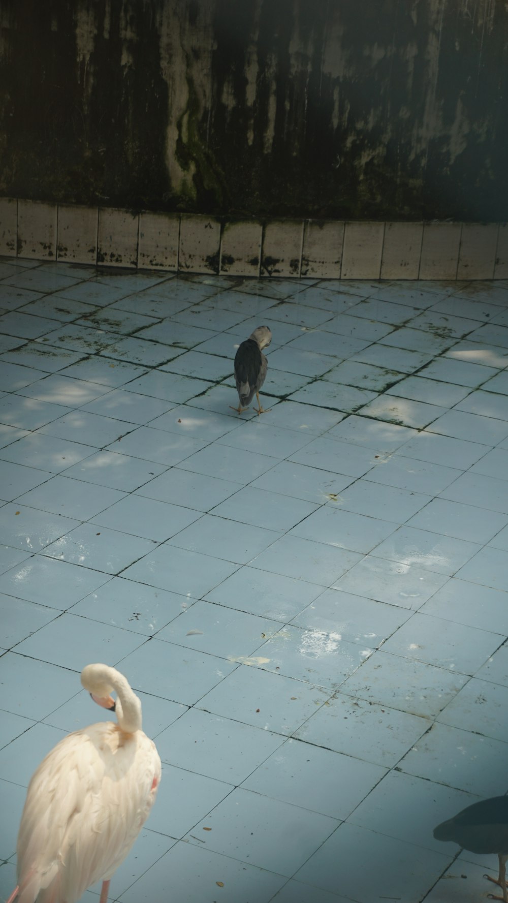 two birds standing on a tiled floor next to each other