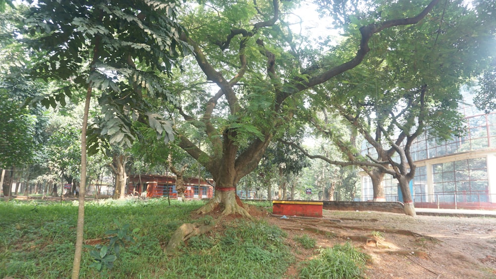 a large tree sitting in the middle of a lush green park