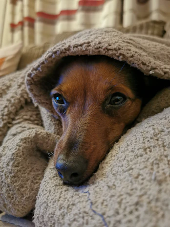 A small terrier curled up contentedly on a cozy blanket inside a warm home.