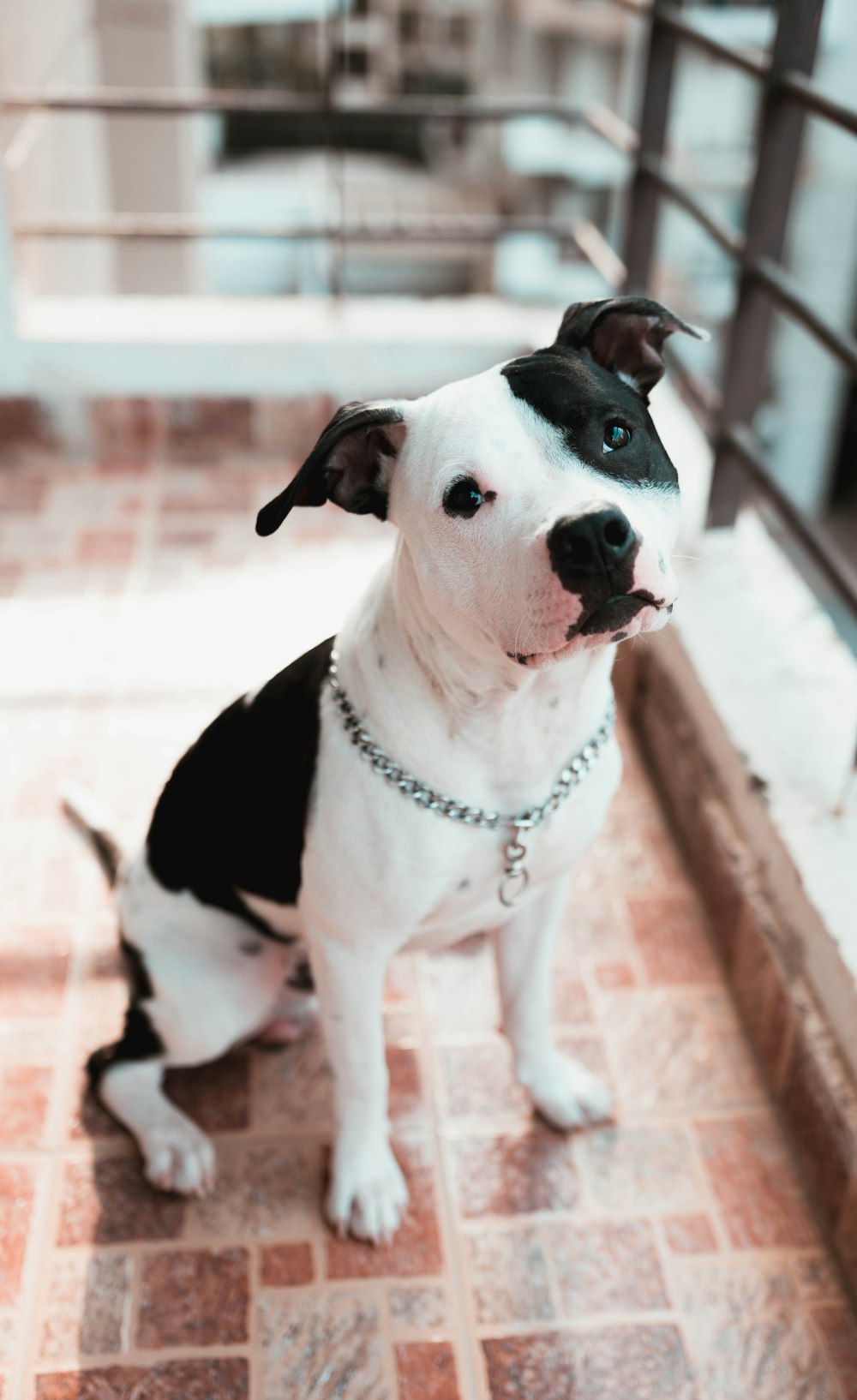 a small black and white dog sitting on a tile floor