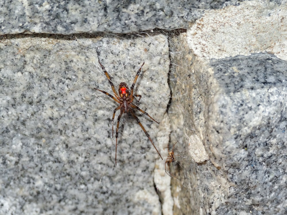 a red spider sitting on a rock wall