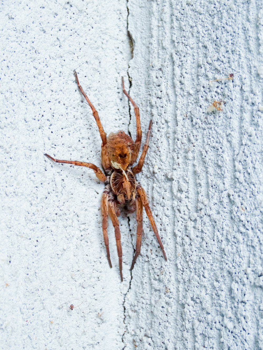 a large brown spider sitting on top of a white wall