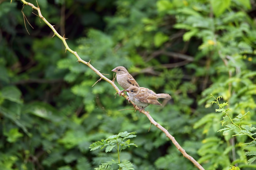 a couple of birds sitting on top of a tree branch