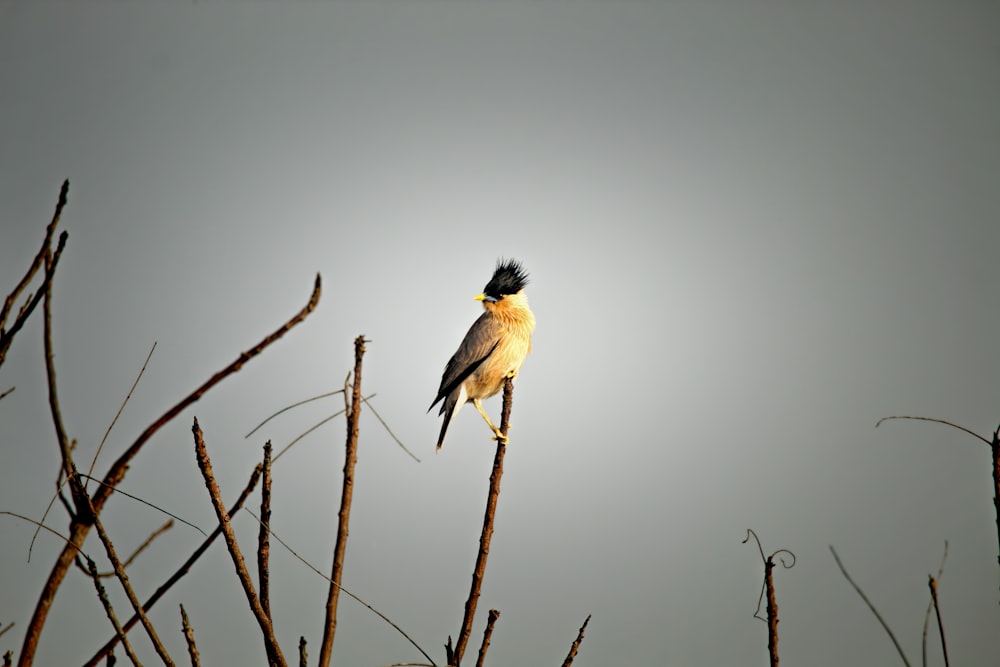 a bird sitting on top of a tree branch