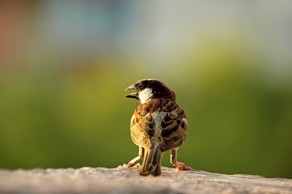 a small bird sitting on top of a piece of wood