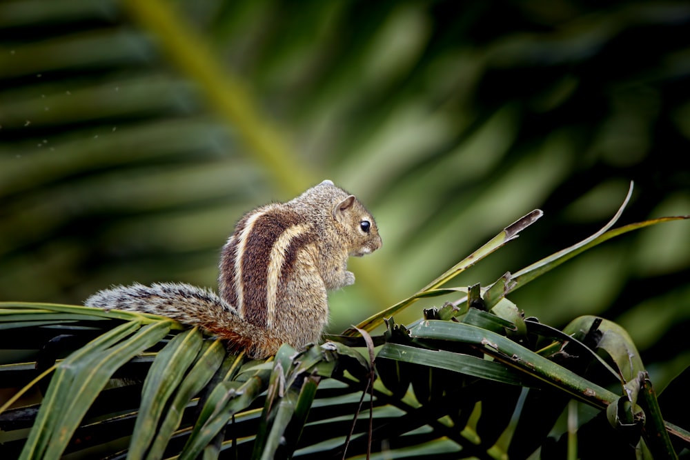 a small squirrel sitting on top of a palm tree