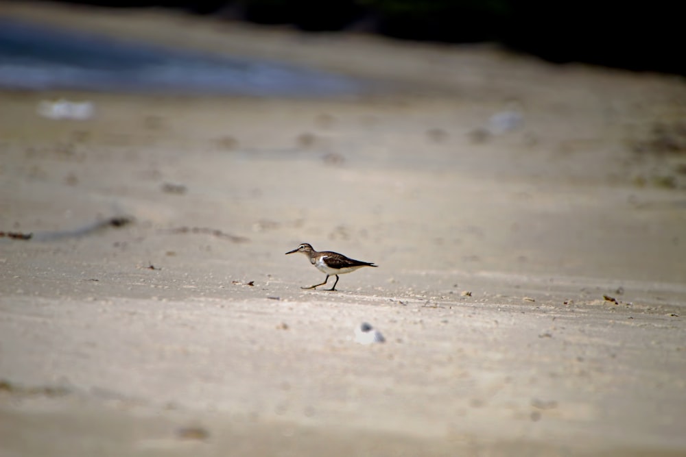 a small bird standing on a sandy beach