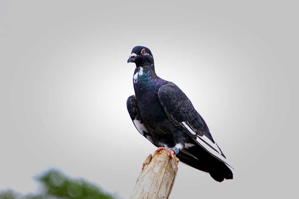 a black bird sitting on top of a wooden pole